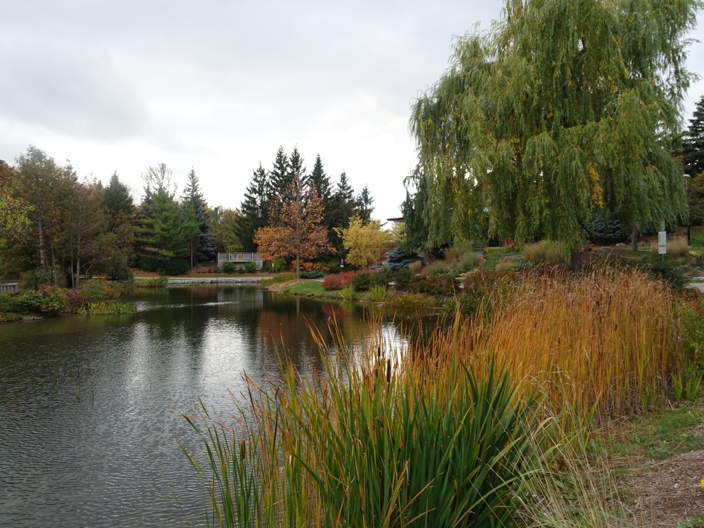 Pond at Humber Arboretum in the Fall with trees in the background.