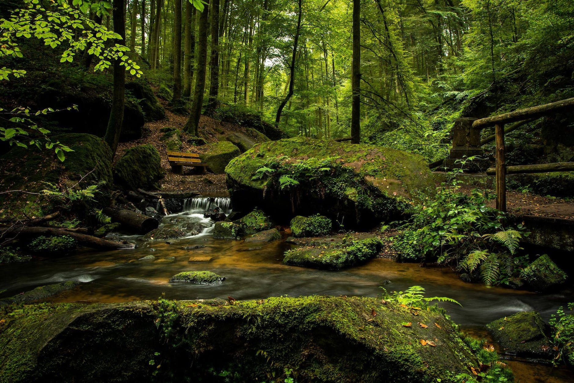 River in a forest, surrounded by moss, rocks, and ferns.