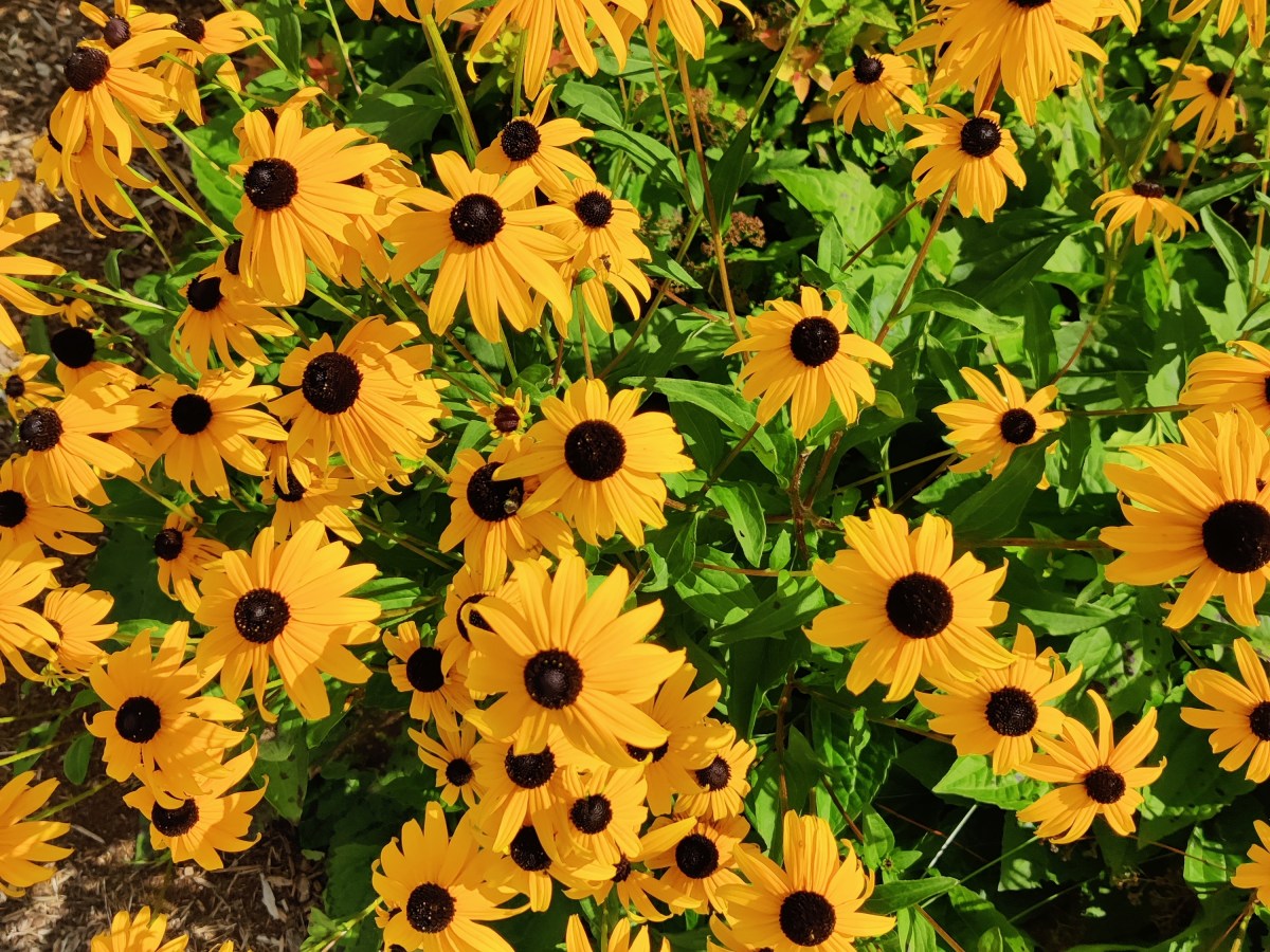 Black-eyed Susan – One of Toronto’s golden gem&nbsp;wildflowers!