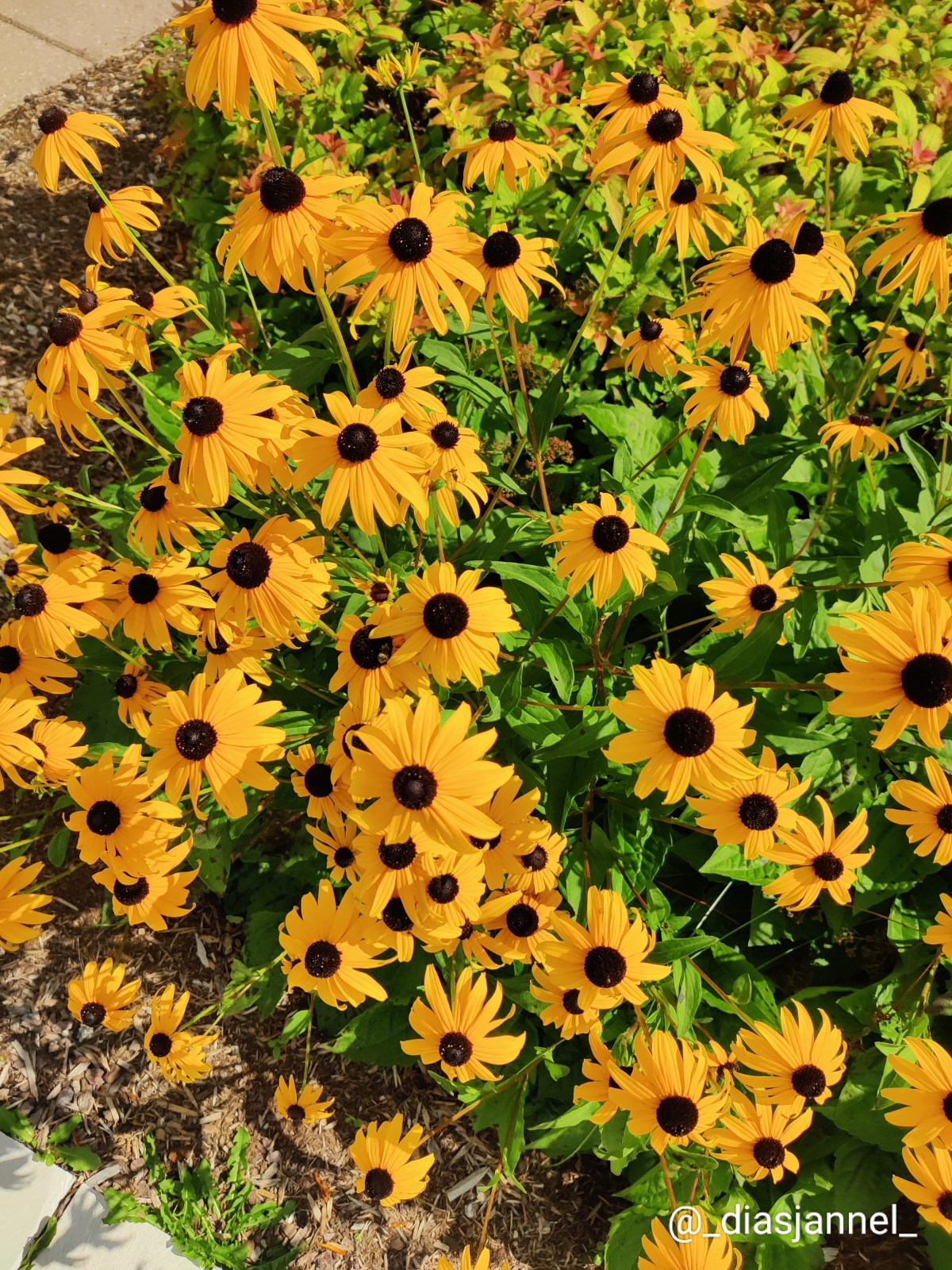 Black-eyed Susan – One of Toronto’s golden gem&nbsp;wildflowers!