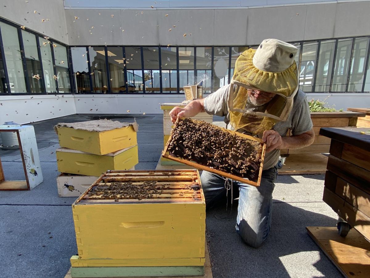 Pollinator Week at&nbsp;Humber