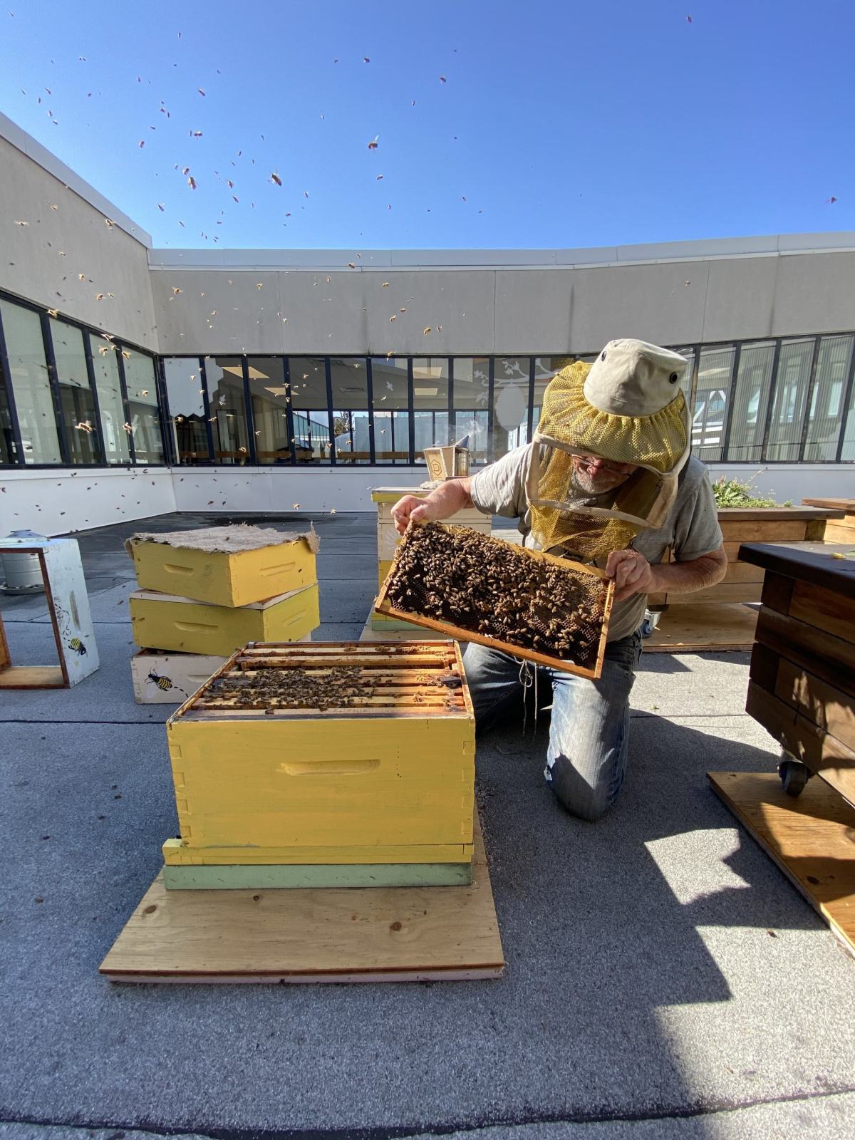 Pollinator Week at&nbsp;Humber